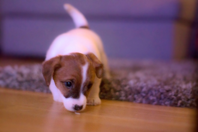 jack russell puppy