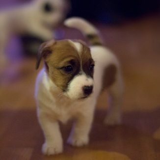 jack russell puppy