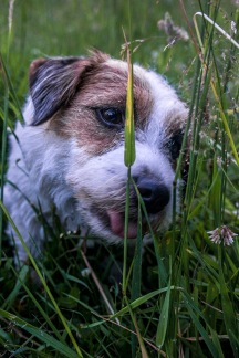 Milli likes eating grass